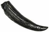 Fossil Pygmy Sperm Whale (Kogiopsis) Tooth - South Carolina #374148-1